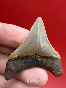 Golden Megalodon Tooth North Carolina Collector Grade 1.9 Shark Tooth Fossil
