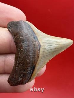 Golden Megalodon Tooth North Carolina Collector Grade 1.9 Shark Tooth Fossil