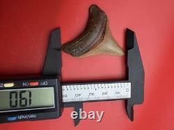 Golden Megalodon Tooth North Carolina Collector Grade 1.9 Shark Tooth Fossil
