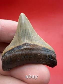 Golden Megalodon Tooth North Carolina Collector Grade 1.9 Shark Tooth Fossil