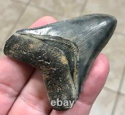 Gorgeous 2.66 x 2.06 Megalodon Shark Tooth Fossil SEE ALL PICS