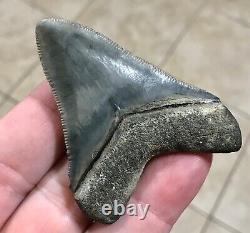 Gorgeous 2.66 x 2.06 Megalodon Shark Tooth Fossil SEE ALL PICS