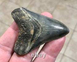 Gorgeous 2.66 x 2.06 Megalodon Shark Tooth Fossil SEE ALL PICS