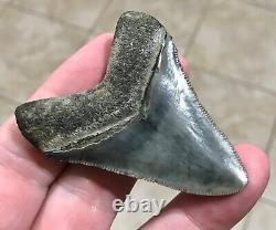 Gorgeous 2.66 x 2.06 Megalodon Shark Tooth Fossil SEE ALL PICS