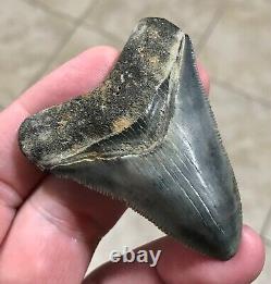 Gorgeous 2.66 x 2.06 Megalodon Shark Tooth Fossil SEE ALL PICS