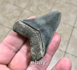 Gorgeous 2.66 x 2.06 Megalodon Shark Tooth Fossil SEE ALL PICS