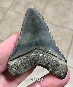 Gorgeous 2.66 x 2.06 Megalodon Shark Tooth Fossil SEE ALL PICS