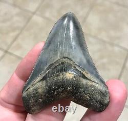 Gorgeous 2.66 x 2.06 Megalodon Shark Tooth Fossil SEE ALL PICS