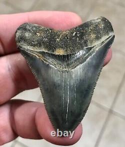 Gorgeous 2.66 x 2.06 Megalodon Shark Tooth Fossil SEE ALL PICS