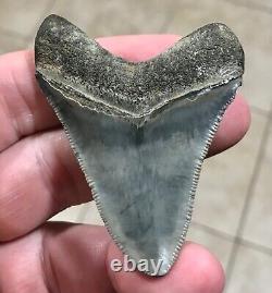 Gorgeous 2.66 x 2.06 Megalodon Shark Tooth Fossil SEE ALL PICS