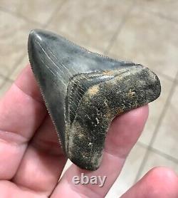 Gorgeous 2.66 x 2.06 Megalodon Shark Tooth Fossil SEE ALL PICS