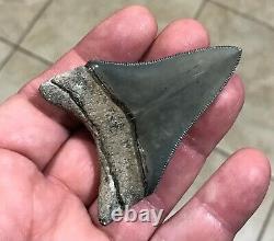 Gorgeous 2.76 x 1.98 Golden Beach Megalodon Shark Tooth Fossil