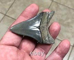 Gorgeous 2.76 x 1.98 Golden Beach Megalodon Shark Tooth Fossil