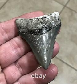 Gorgeous 2.76 x 1.98 Golden Beach Megalodon Shark Tooth Fossil