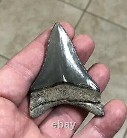 Gorgeous 2.76 x 1.98 Golden Beach Megalodon Shark Tooth Fossil