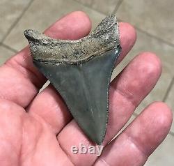 Gorgeous 2.76 x 1.98 Golden Beach Megalodon Shark Tooth Fossil