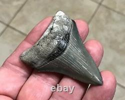 Gorgeous 2.76 x 1.98 Golden Beach Megalodon Shark Tooth Fossil