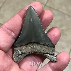 Gorgeous 2.76 x 1.98 Golden Beach Megalodon Shark Tooth Fossil