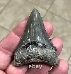 Gorgeous 2.76 x 1.98 Golden Beach Megalodon Shark Tooth Fossil