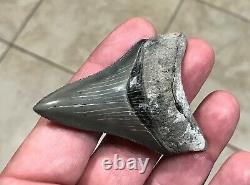 Gorgeous 2.76 x 1.98 Golden Beach Megalodon Shark Tooth Fossil