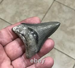 Gorgeous 2.76 x 1.98 Golden Beach Megalodon Shark Tooth Fossil