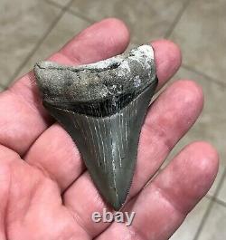 Gorgeous 2.76 x 1.98 Golden Beach Megalodon Shark Tooth Fossil