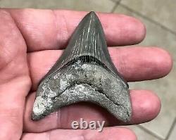 Gorgeous 2.76 x 1.98 Golden Beach Megalodon Shark Tooth Fossil