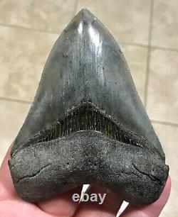 Gorgeous 4.47 x 3.42 Megalodon Shark Tooth Fossil