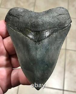 Gorgeous 4.47 x 3.42 Megalodon Shark Tooth Fossil