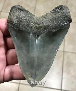 Gorgeous 4.47 x 3.42 Megalodon Shark Tooth Fossil