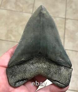 Gorgeous 4.47 x 3.42 Megalodon Shark Tooth Fossil