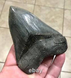 Gorgeous 4.47 x 3.42 Megalodon Shark Tooth Fossil