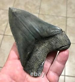 Gorgeous 4.47 x 3.42 Megalodon Shark Tooth Fossil