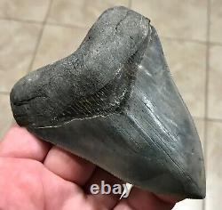 Gorgeous 4.47 x 3.42 Megalodon Shark Tooth Fossil