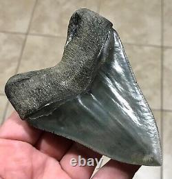 Gorgeous 4.47 x 3.42 Megalodon Shark Tooth Fossil