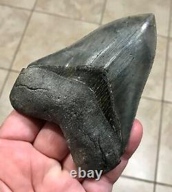 Gorgeous 4.47 x 3.42 Megalodon Shark Tooth Fossil