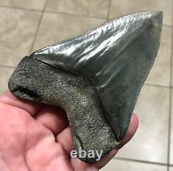 Gorgeous 4.47 x 3.42 Megalodon Shark Tooth Fossil