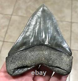 Gorgeous 4.47 x 3.42 Megalodon Shark Tooth Fossil