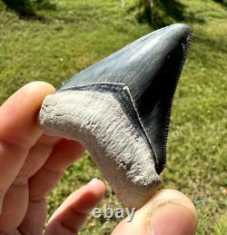 Gorgeous Bone Valley Fossil Megalodon Meg Tooth Shark Tooth Extinct Sharp 2.62