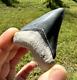 Gorgeous Bone Valley Fossil Megalodon Meg Tooth Shark Tooth Extinct Sharp 2.62