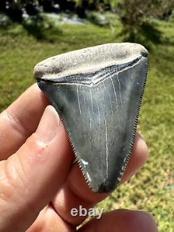 Gorgeous Bone Valley Fossil Megalodon Meg Tooth Shark Tooth Extinct Sharp 2.62