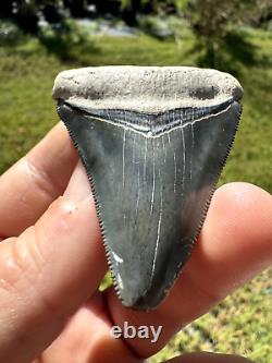 Gorgeous Bone Valley Fossil Megalodon Meg Tooth Shark Tooth Extinct Sharp 2.62