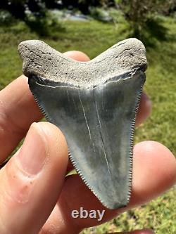 Gorgeous Bone Valley Fossil Megalodon Meg Tooth Shark Tooth Extinct Sharp 2.62