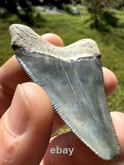 Gorgeous Bone Valley Fossil Megalodon Meg Tooth Shark Tooth Extinct Sharp 2.62