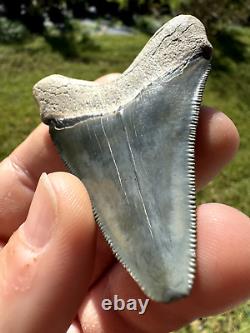 Gorgeous Bone Valley Fossil Megalodon Meg Tooth Shark Tooth Extinct Sharp 2.62