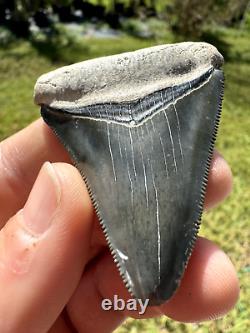 Gorgeous Bone Valley Fossil Megalodon Meg Tooth Shark Tooth Extinct Sharp 2.62