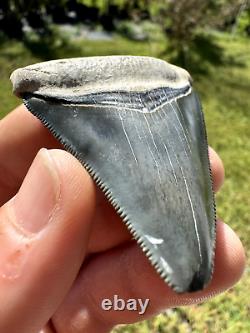 Gorgeous Bone Valley Fossil Megalodon Meg Tooth Shark Tooth Extinct Sharp 2.62