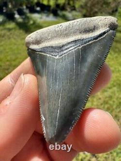 Gorgeous Bone Valley Fossil Megalodon Meg Tooth Shark Tooth Extinct Sharp 2.62