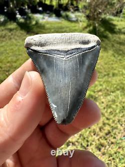 Gorgeous Bone Valley Fossil Megalodon Meg Tooth Shark Tooth Extinct Sharp 2.62