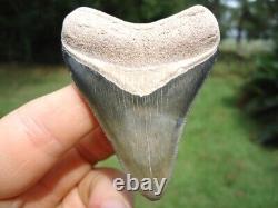 Gorgeous Bone Valley Megalodon Shark Tooth Florida Fossils Sharks Teeth Mako @@@